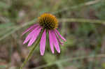 Eastern purple coneflower